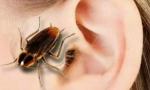 Co dělat, když insect vzal do ucha?